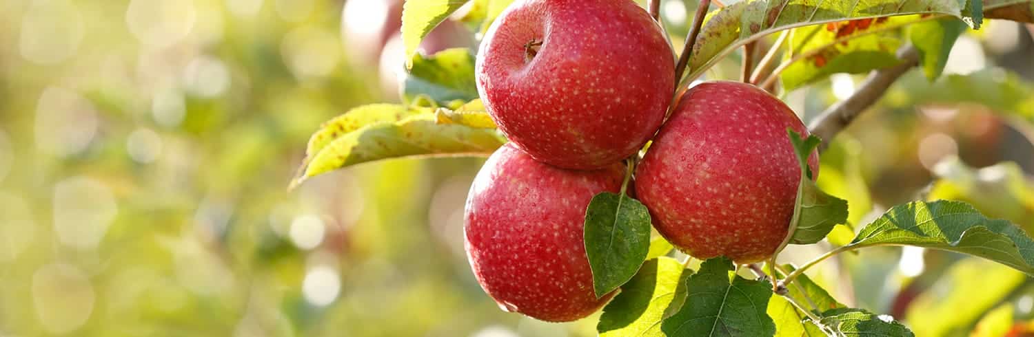 Une pomme à la richesse aromatique exceptionnelle