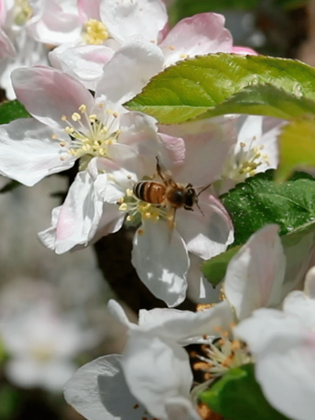 La biodiversité dans les vergers