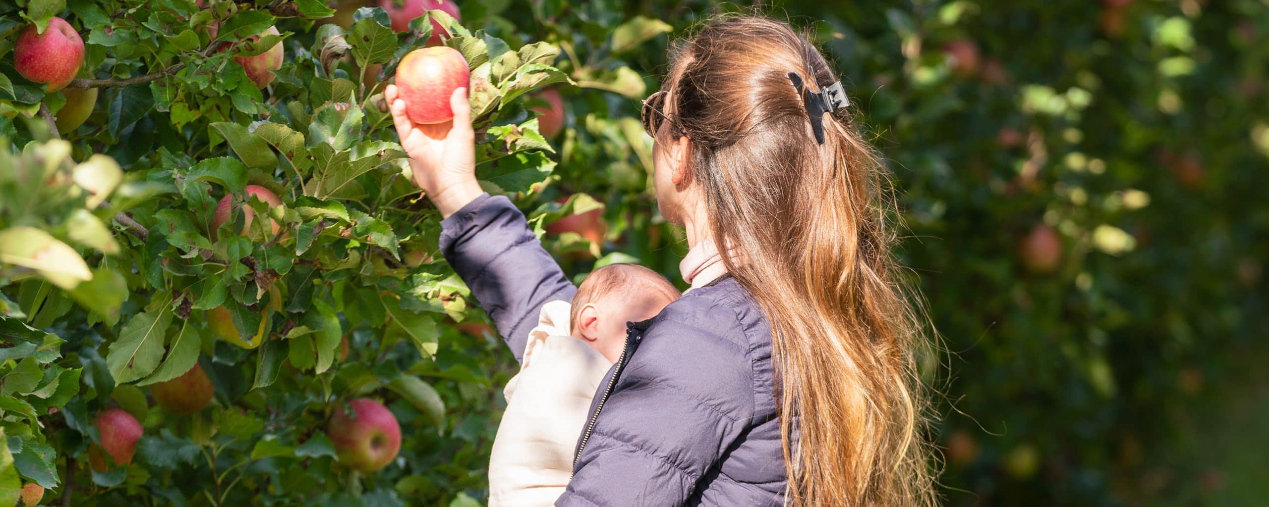 Retour sur Adopte un arbre 2023 Pink Lady®